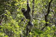 Propithecus verreauxi