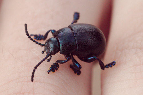 Lesser Bloody-nosed Beetle photo 3