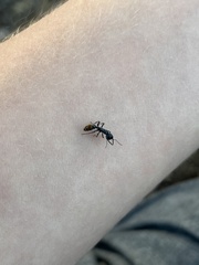 Myrmecia mandibularis