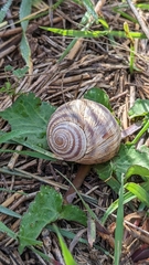 Helix engaddensis