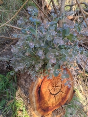 Eucalyptus cinerea