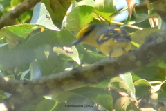Pericrocotus speciosus