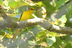 Pericrocotus speciosus