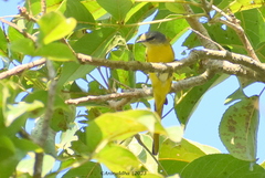 Pericrocotus ethologus