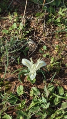 Iris palaestina