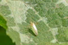 Adelphocoris lineolatus