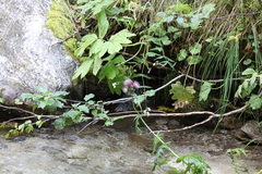 Cirsium alsophilum