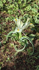 Iris palaestina