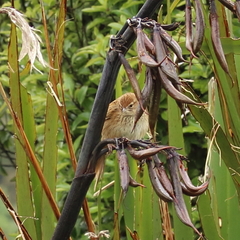 Poodytes punctatus punctatus
