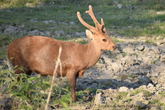 Axis porcinus