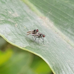 Limnophora
