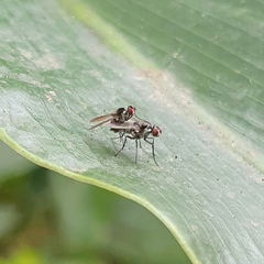 Limnophora
