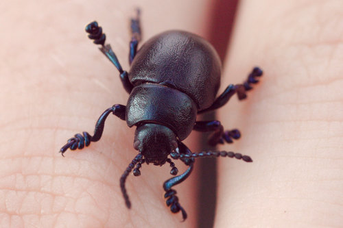 Small Bloody-nosed Beetle