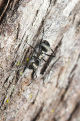 Polyrhachis daemeli