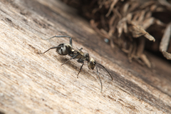 Polyrhachis daemeli