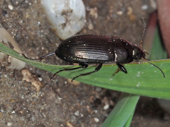 Agonum muelleri