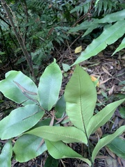 Diplazium donianum