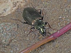 Agonum muelleri