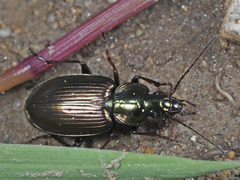 Agonum muelleri