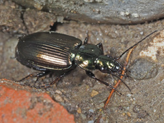 Agonum muelleri