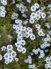 Ixodia achillaeoides