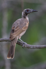 Philemon buceroides yorki