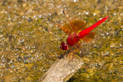 Brachythemis lacustris