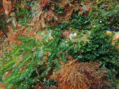 Caulerpa geminata