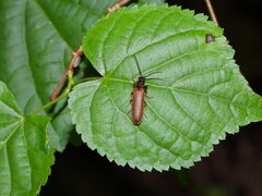 Denticollis linearis