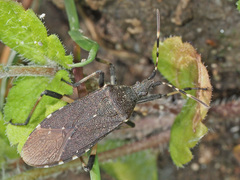 Dicranocephalus agilis