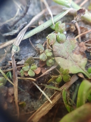 Hydrocotyle sulcata