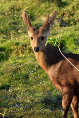 Axis porcinus