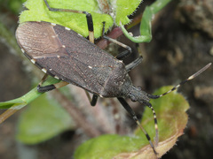 Dicranocephalus agilis
