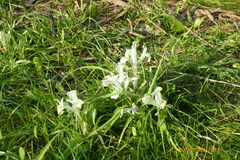Iris palaestina
