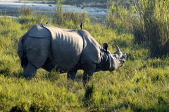 Rhinoceros unicornis