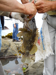 Sebastes rastrelliger