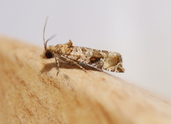 Lobesia physophora