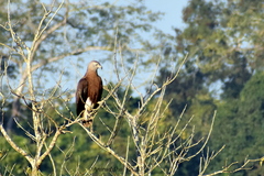 Haliaeetus ichthyaetus