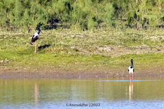 Ephippiorhynchus asiaticus
