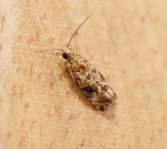 Lobesia physophora