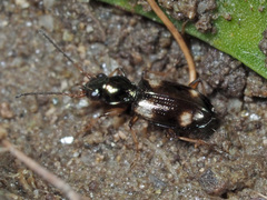 Bembidion quadrimaculatum