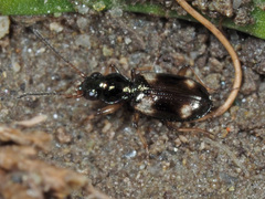 Bembidion quadrimaculatum