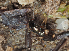 Bembidion quadrimaculatum