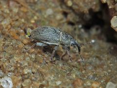 Tychius picirostris