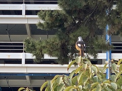 Phoenicurus auroreus