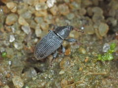 Tychius picirostris
