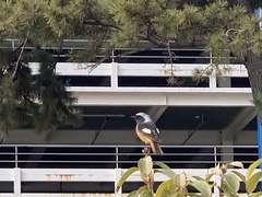 Phoenicurus auroreus