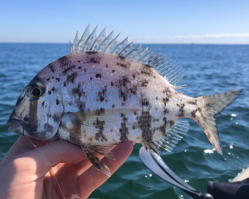 Whitebone porgy (Calamus leucosteus) — Sparidae