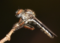Nicocles politus