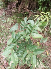 Archidendron lucidum